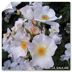 rosa sally holmes